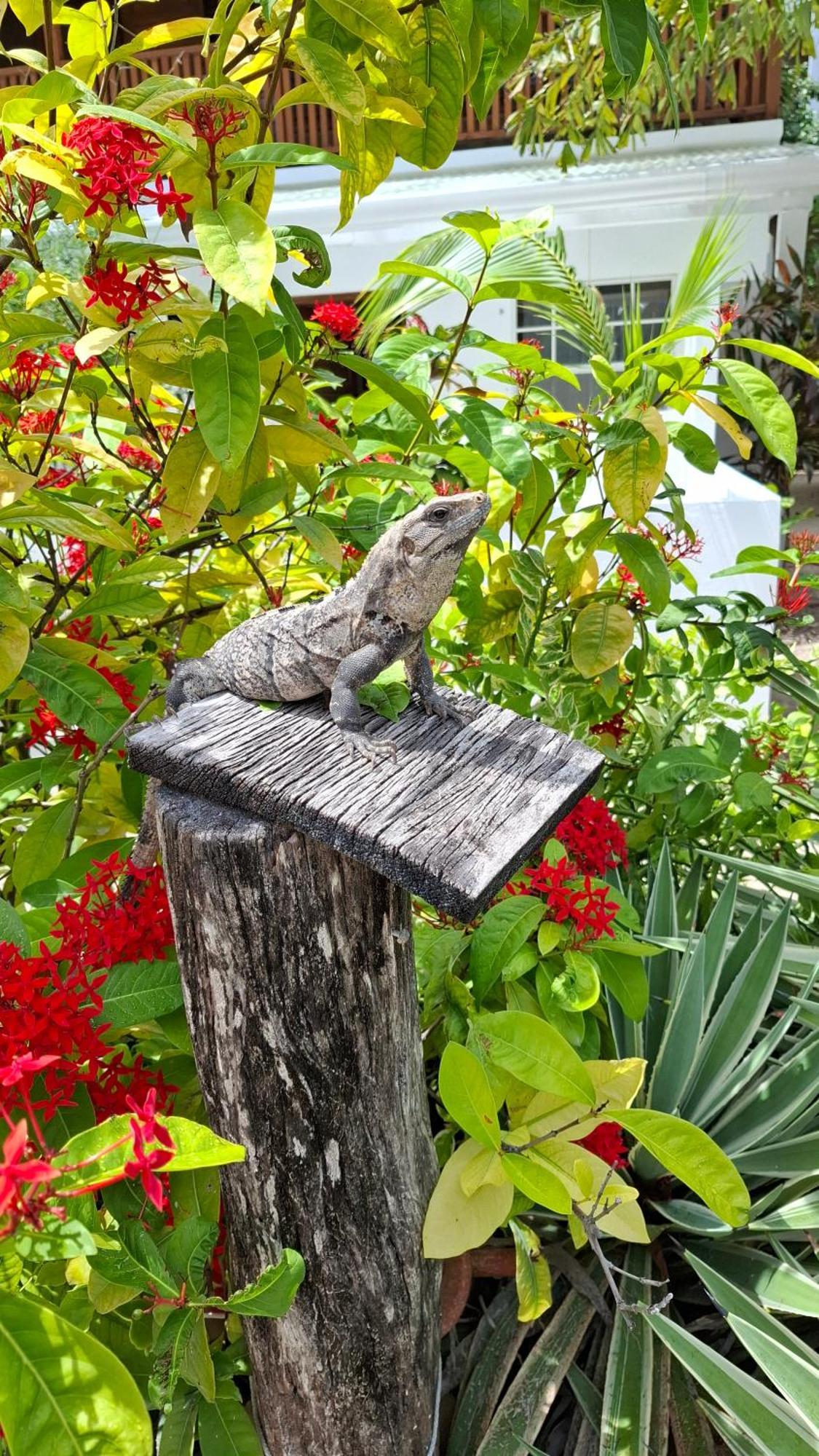 Amanda'S Place Green Studio - Pool And Tropical Garden Caye Caulker Dış mekan fotoğraf